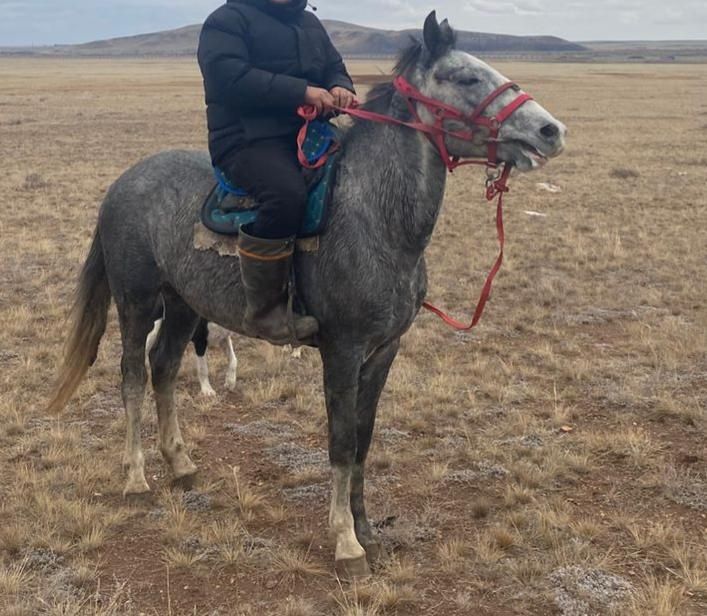 Донен айгыр сатылады