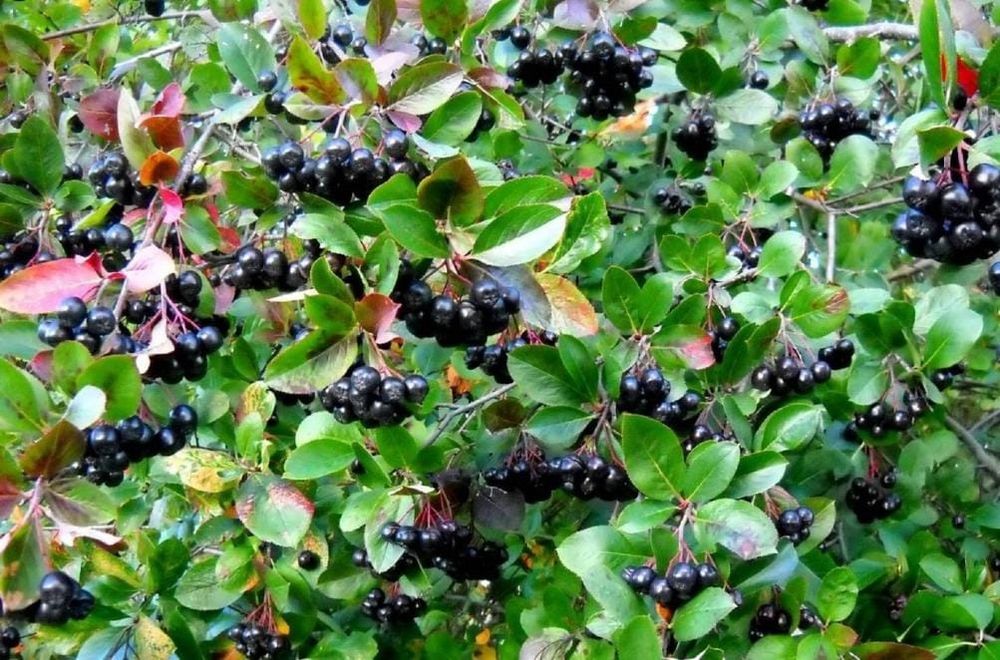 Продам раинированные саженцы