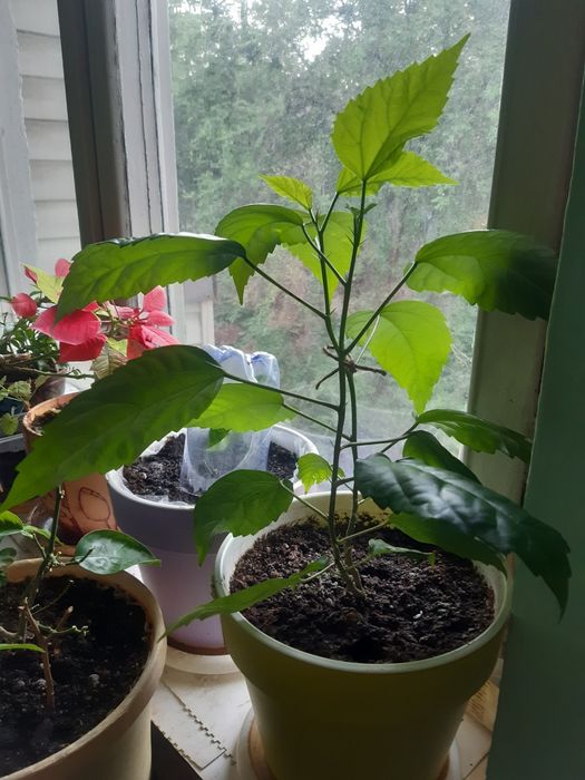 Шикарные Комнатные цветы