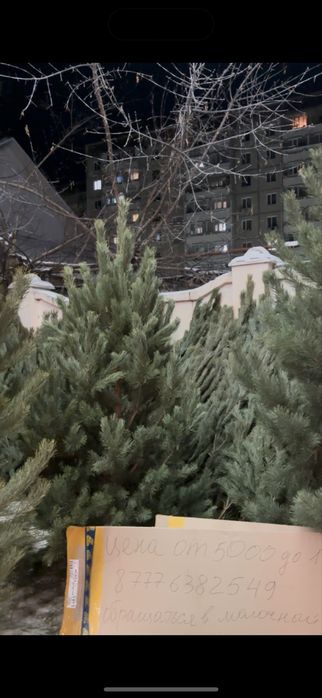 Продам  свежие Ёлки
