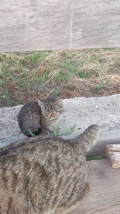 Котенок 3-4 месяца