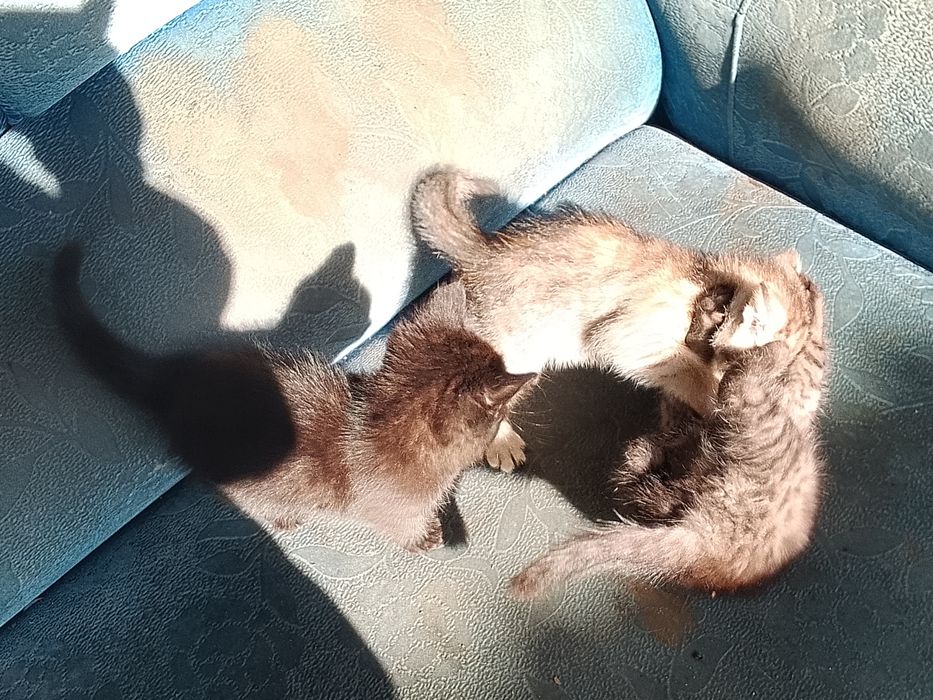 Отдам котят помесь бенгалки