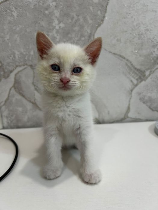 Животные кошки котята
