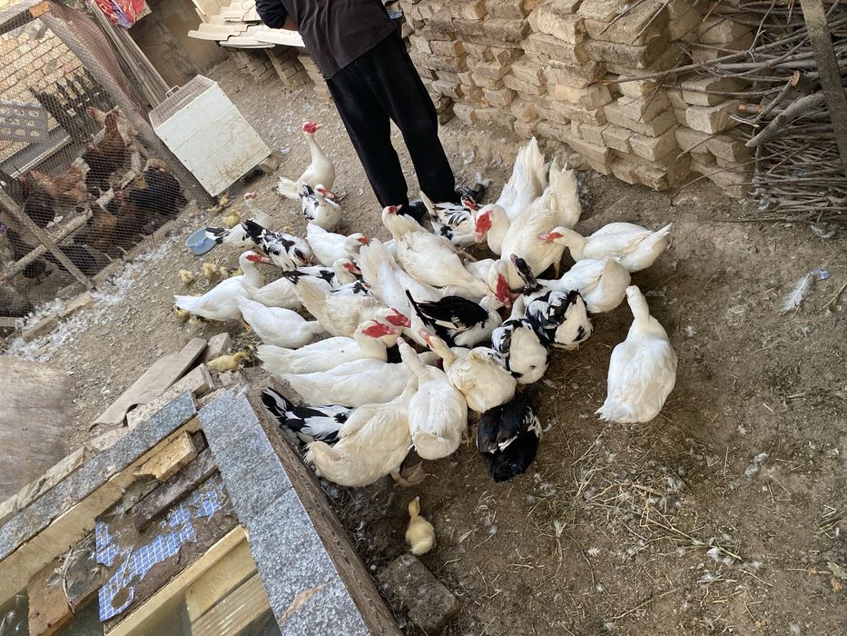 Срочно продаю Индоутки. Индоутка сотаман