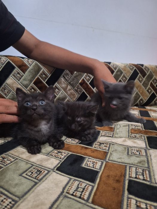 котята отдаю даром