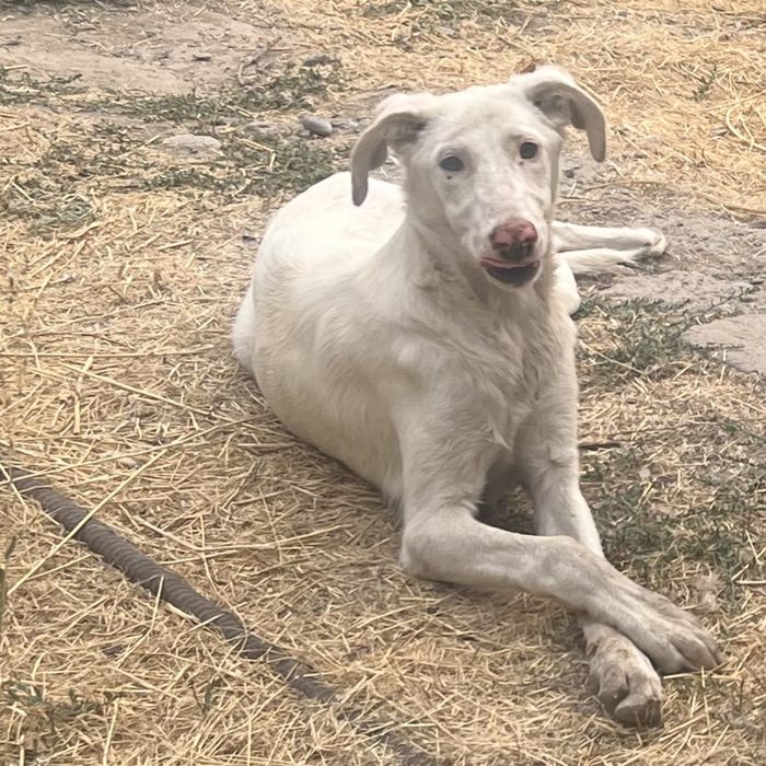 Ищу хозяев для собак