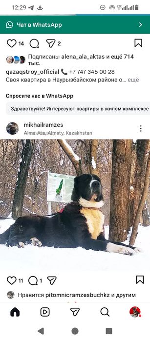 Шикарная девочка САО АЛАБАЙ