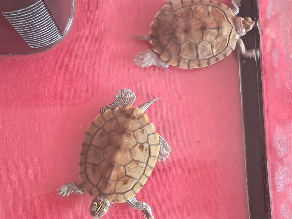 Vand broasca testoasa