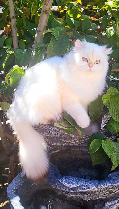 Fetita British Longhair alba cu ochi albastri - linie selecta