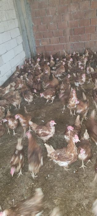 Vând găini tinere la sol - Livrare la domiciliu inclusă