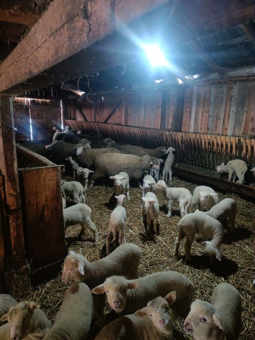 Oi tigai bele de vânzare