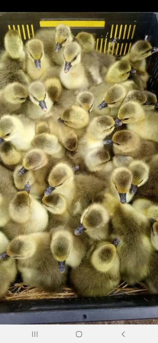 G'oz jo'jalari sotuvda