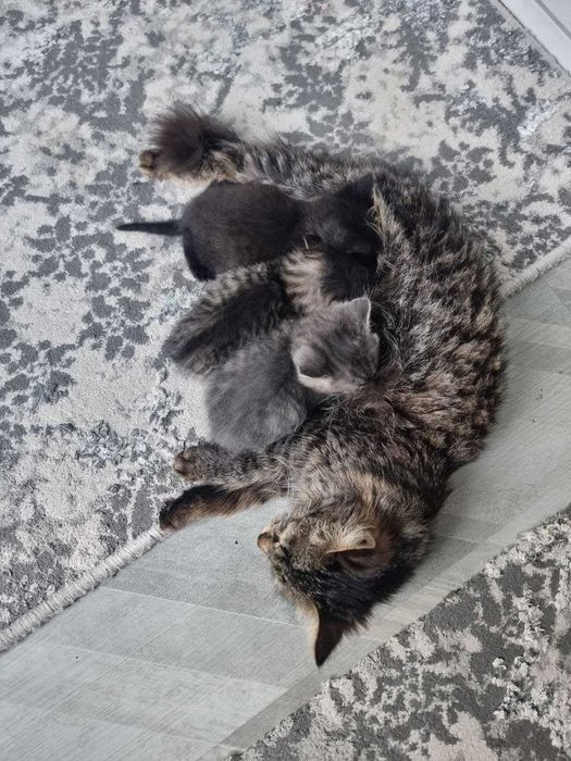Отдам даром котята