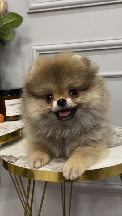 Мальчик мини шпиц