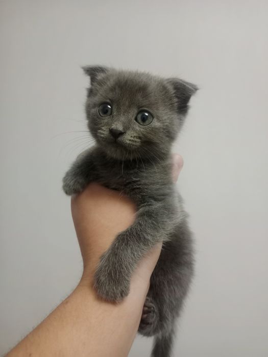 Eshakdan ogizgacha koring