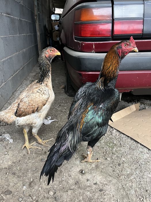 Боивый куры……………