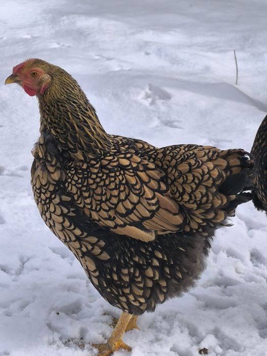 Ouă pentru incubat Wyandotte Auriu GSG  rasă deosebită!