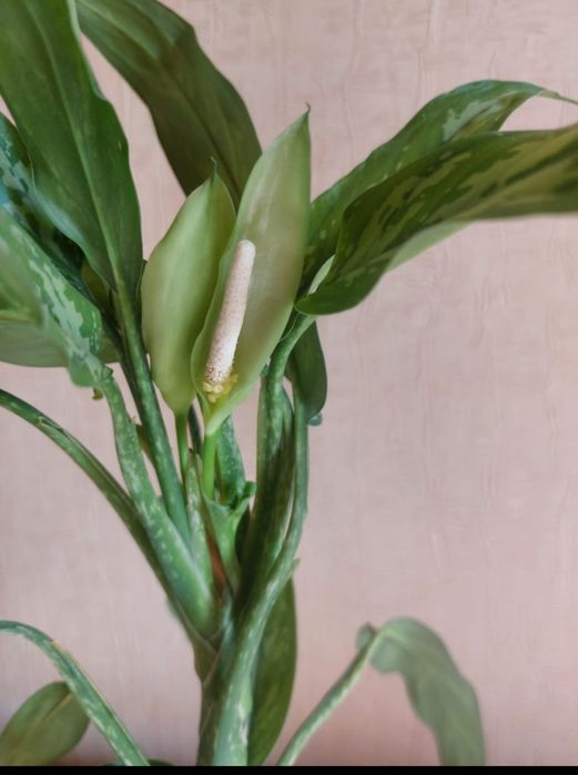 Продам  цветок Аглаонема