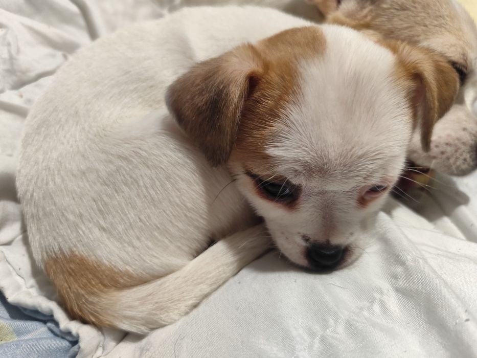 Продавам кученца