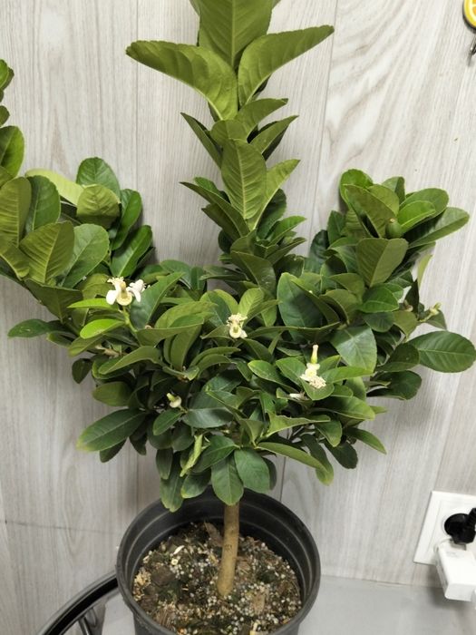 Продам лимонное дерево