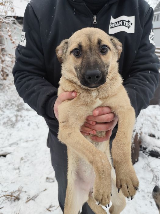 Щенок девочка 3 месяца ищет дом