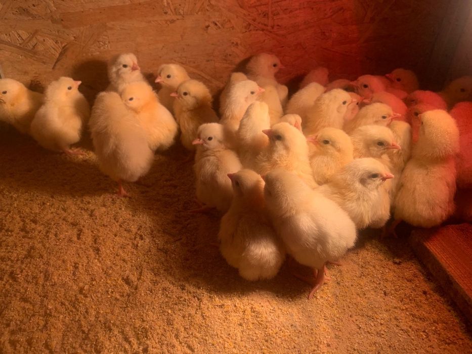 Цыплята серебристого адлера