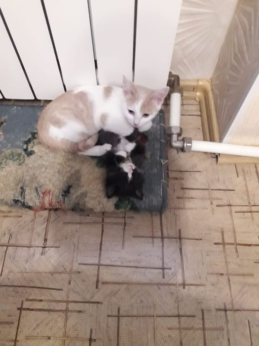Пропал котик кастрированный