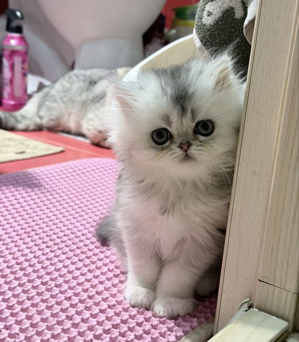 Британка! Шиншила серебро!