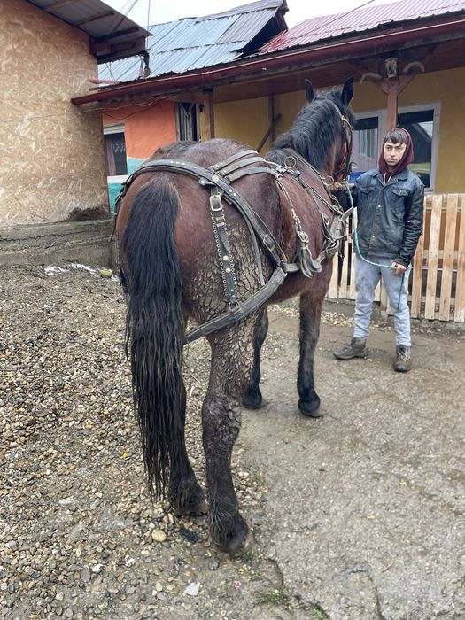 Vand manză de un an si 5 luni