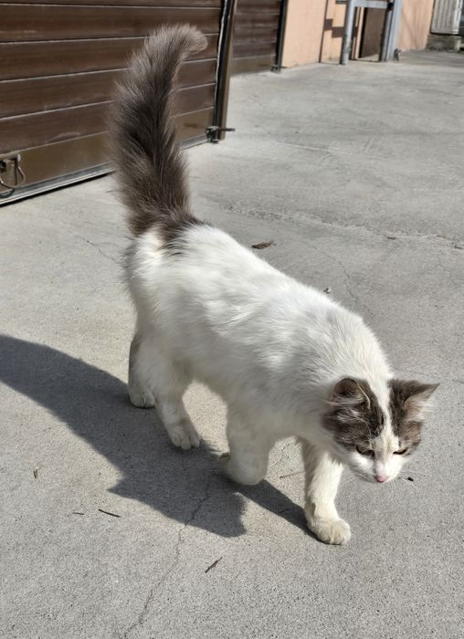 Коте търси дом/ Осинови коте