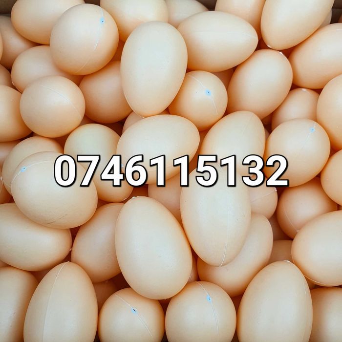 Ou FALS pt Gaini Puicute Pasari- Oua FALSE din plastic pt cuibar comun