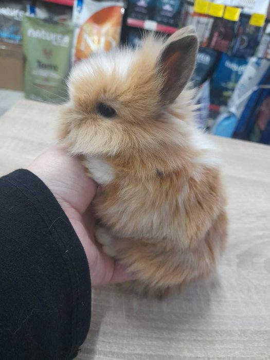 Декоративни мини зайчета на 1 месец