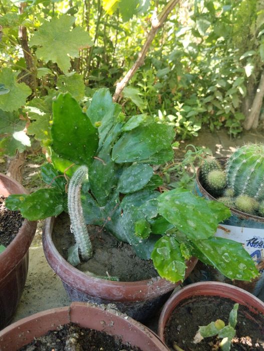 Kaktuslar bor turli xildagi soni cheksiz narxini kelishamiz