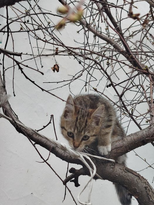 Отдам котенка в добрые руки