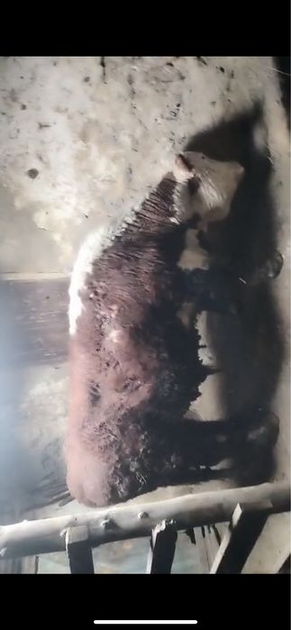 2,5 жас Акбас бұқа таза канды