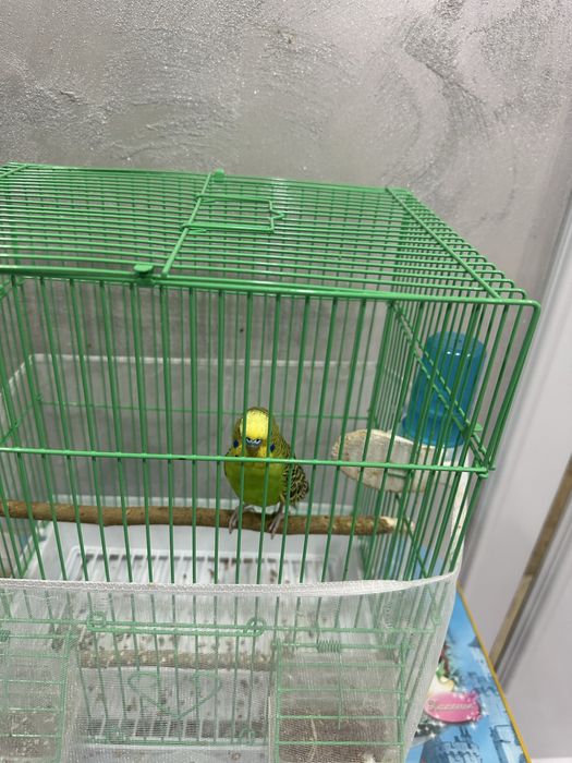 Продам попугай срочно