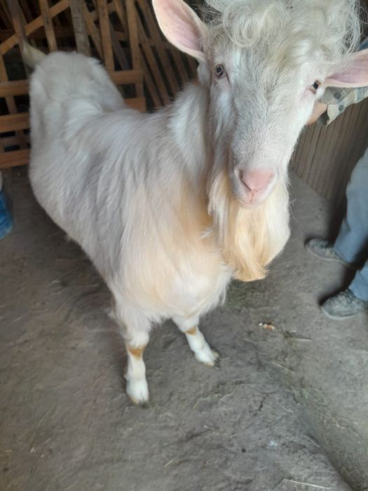 Țap tânăr de vanzare