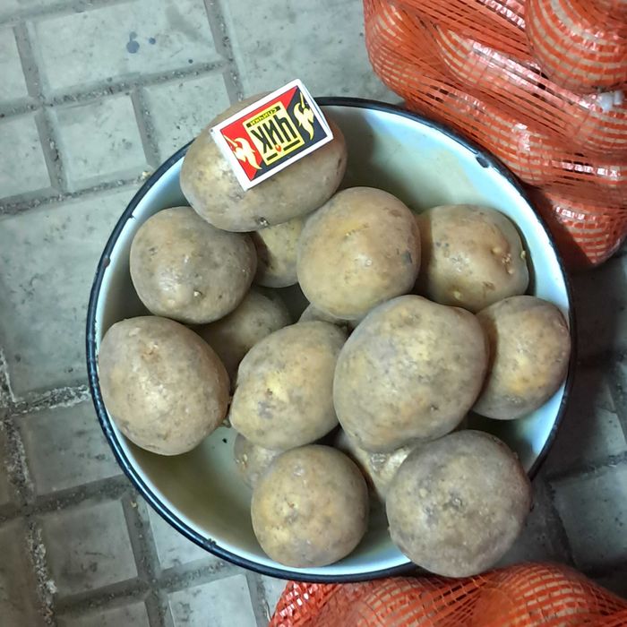 Картофель семенной "Гала"