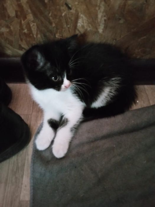 Отдам котят срочно