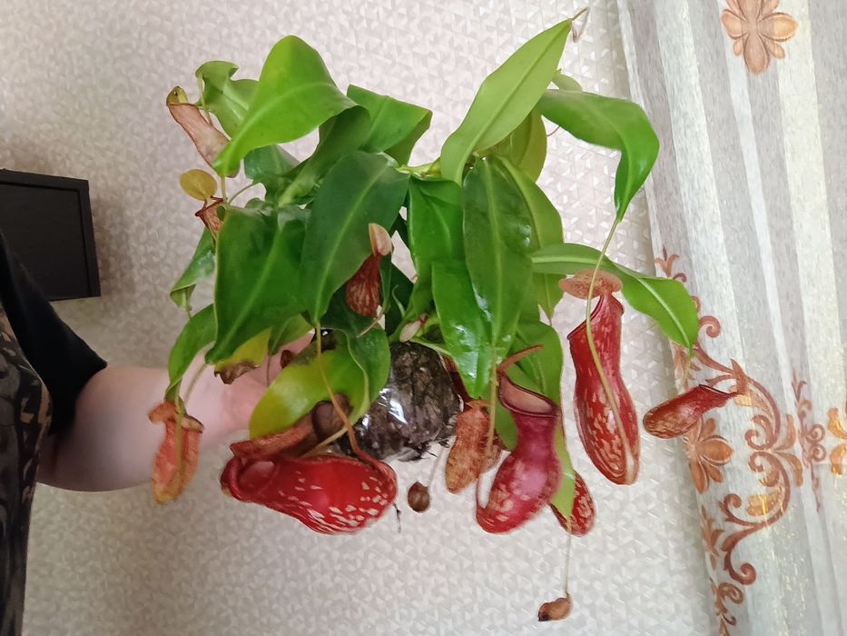 Непентес гая (Кувшиночник)