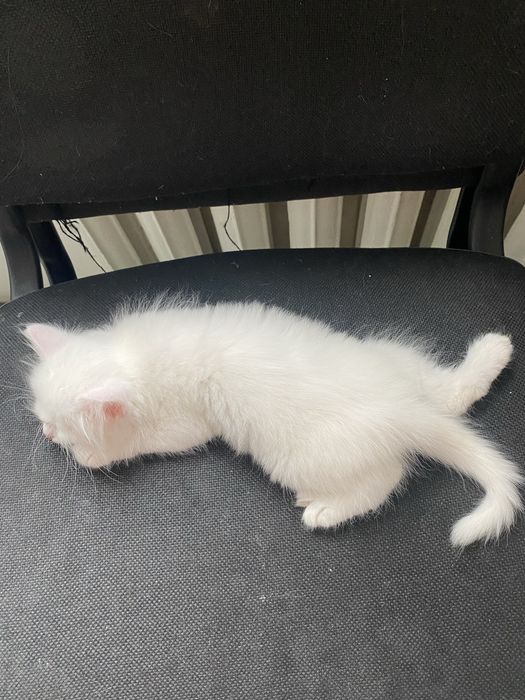 котенок мальчиккк