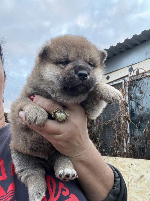 Щенки японской сибы