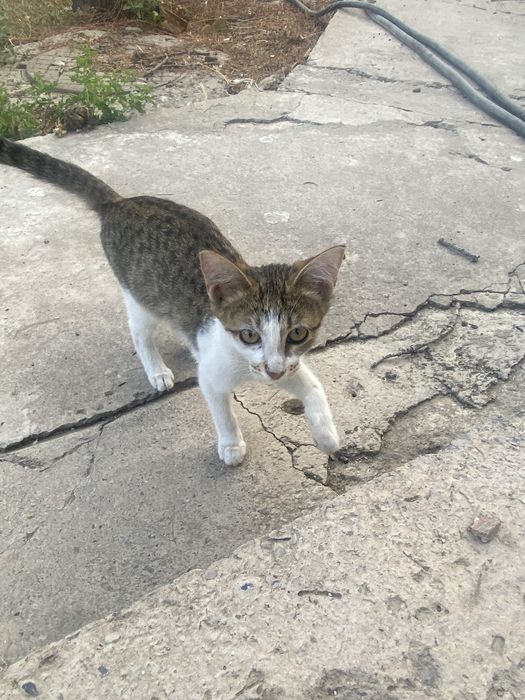 Котята Отдам в добрые руки