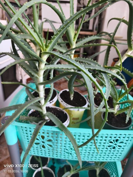 Продам цветок алоэ