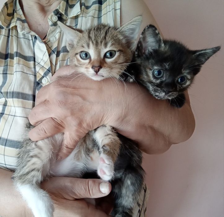 Отдам котят в добрые руки