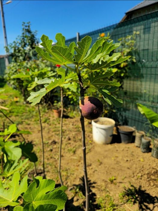 smochini de vânzare