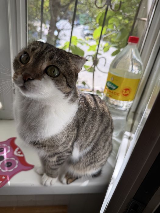 Отдам кошечку
