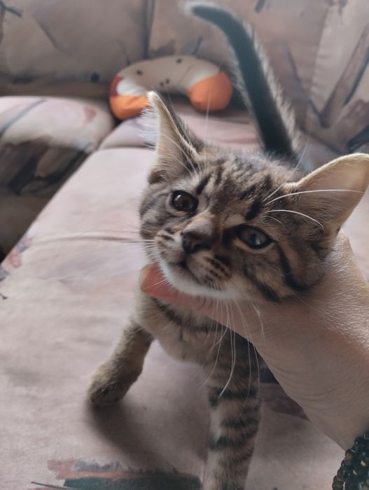 Подарявам котенца на 2м