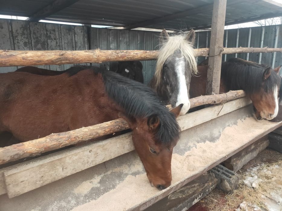 Тай байтал донен бие согым