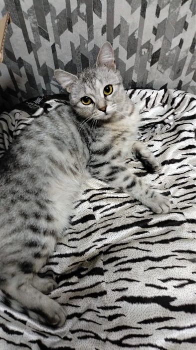 Отдам девочку в добрые руки!